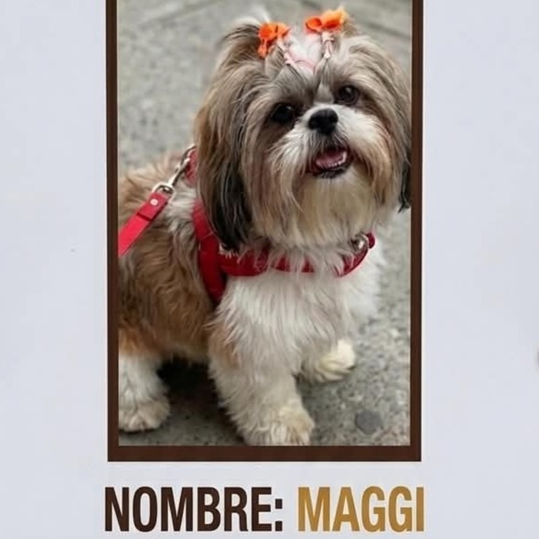  Perro Maggi