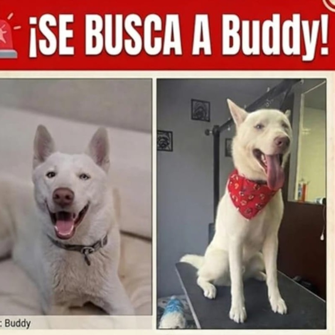 Buddy