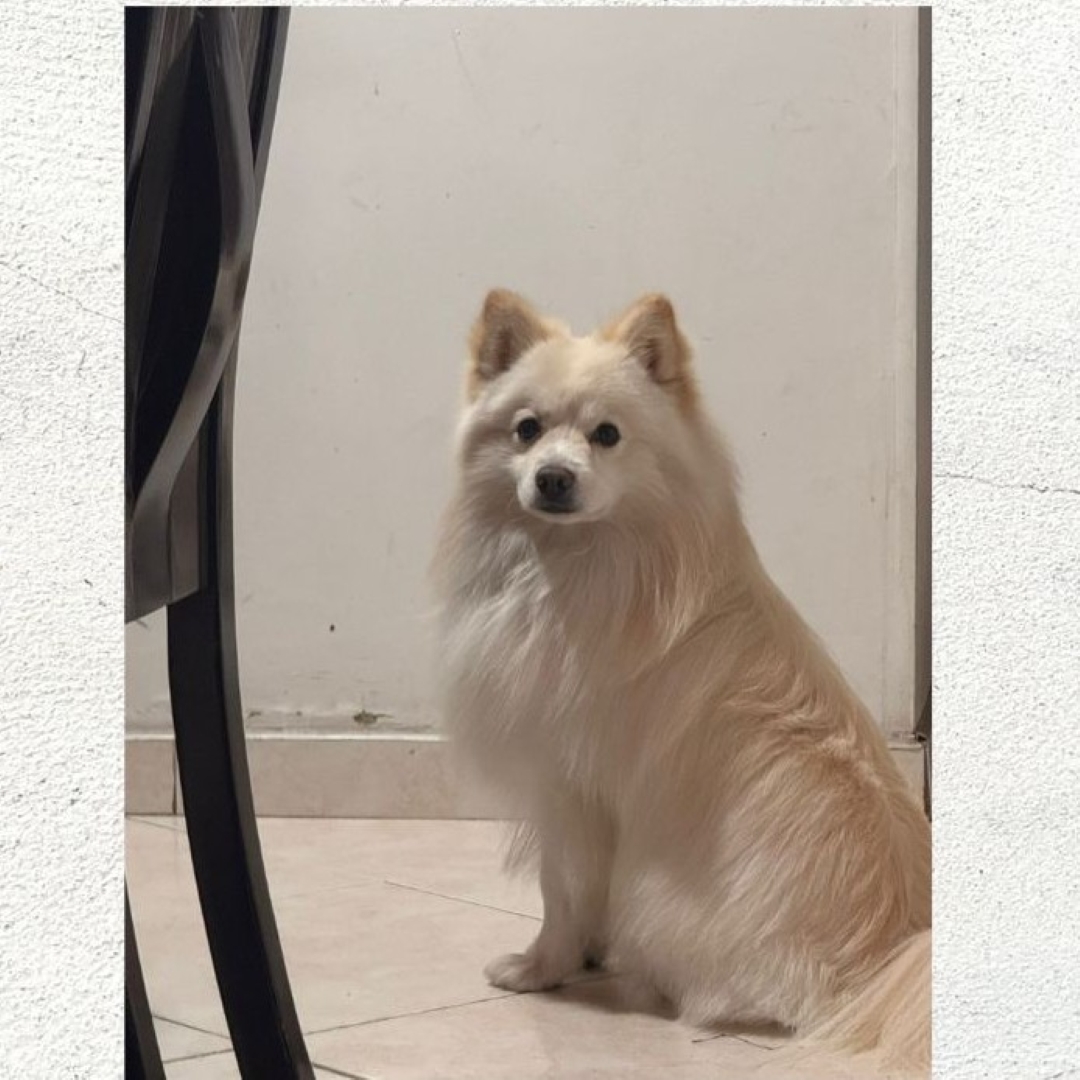 Zambi