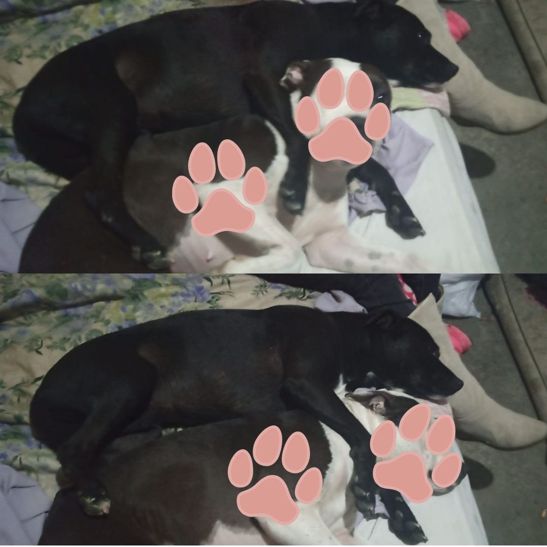 Perro Canela