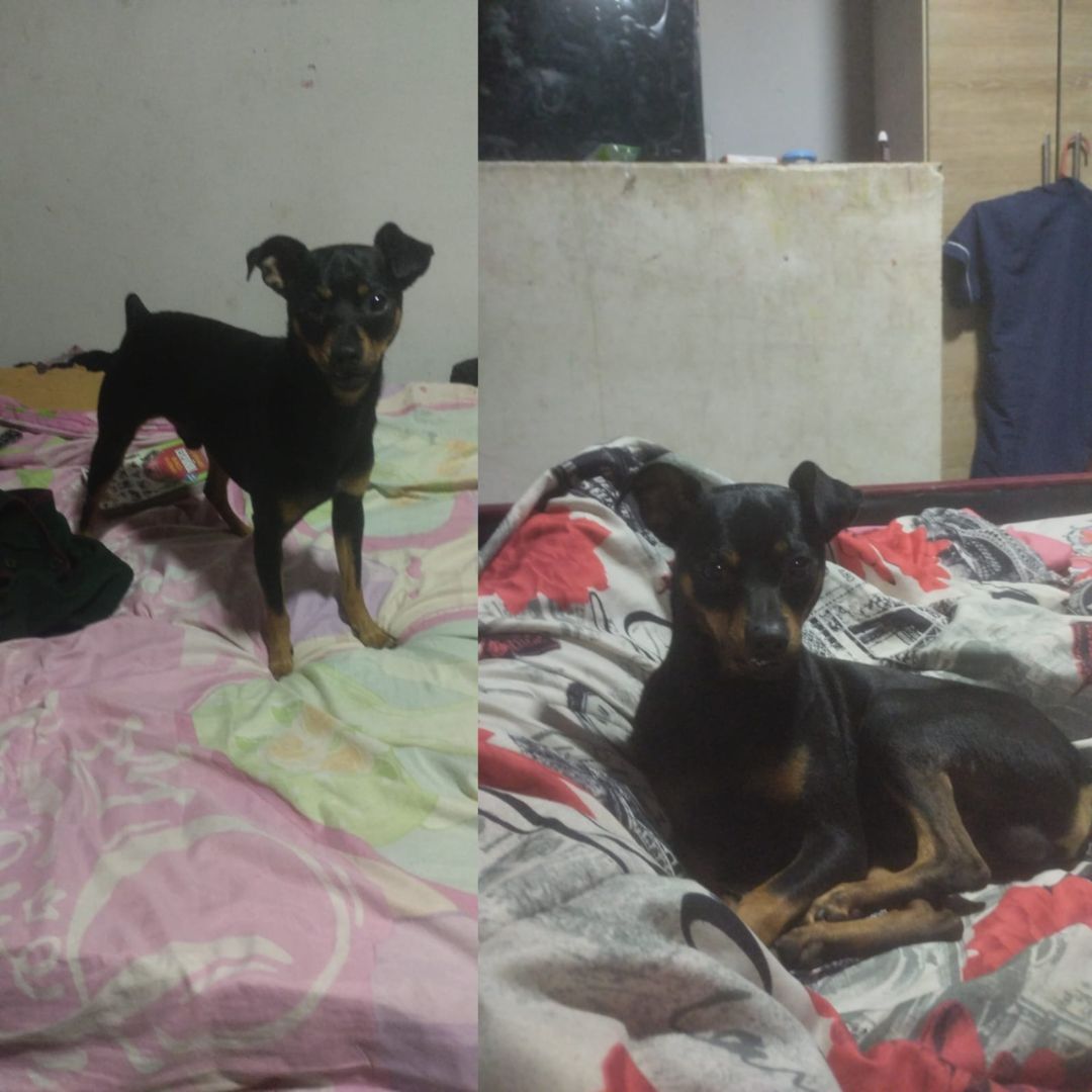 Perro Doki