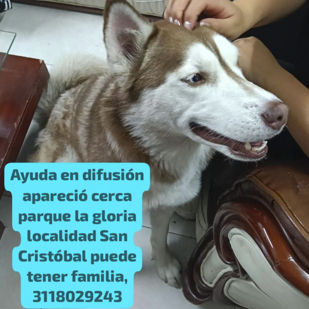 Perro NN