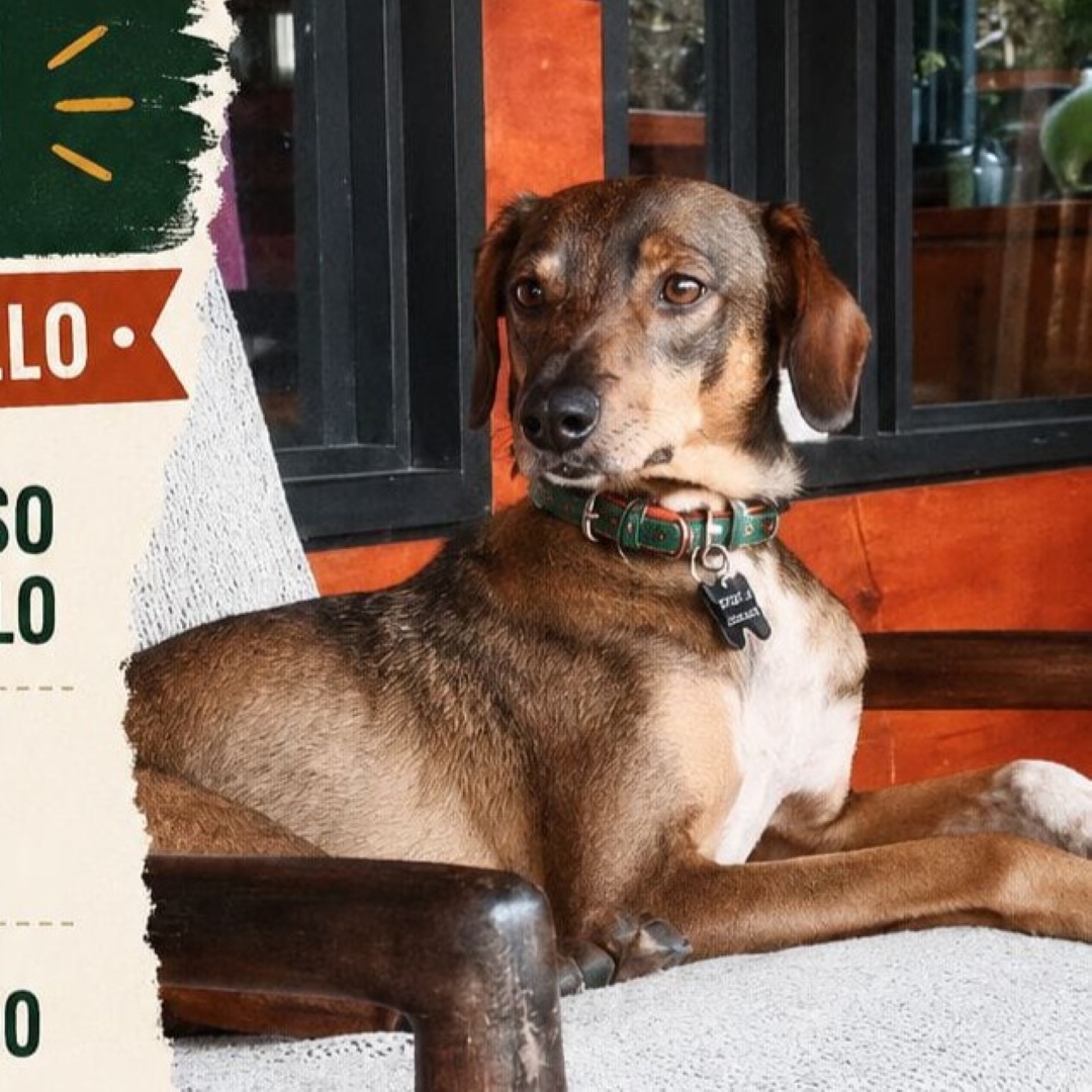 Perro Río