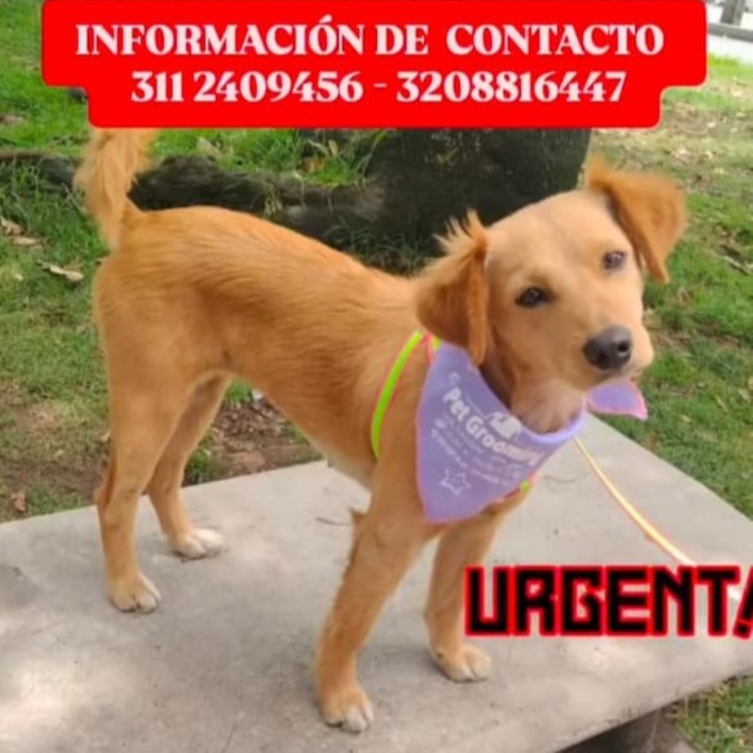 Perro Lulu