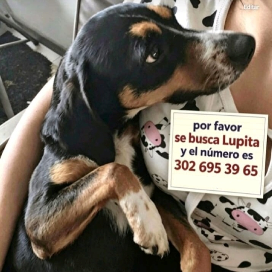 Perro Lupe