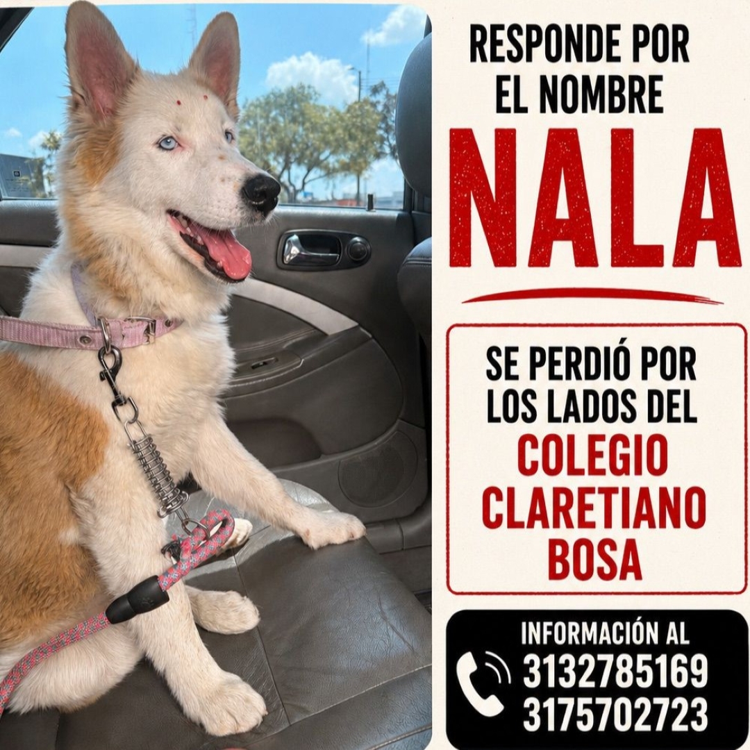 Perro Nala
