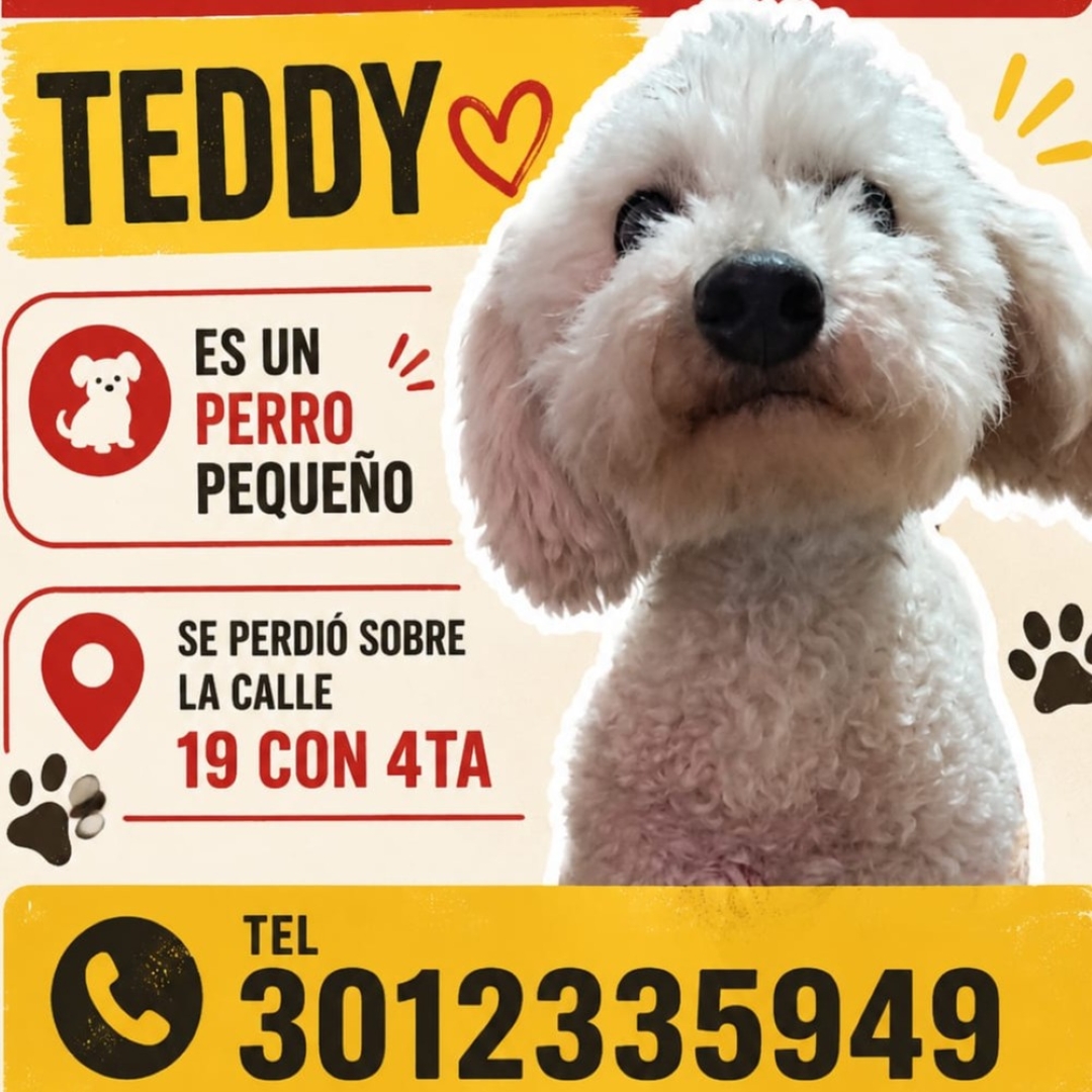 Perro Teddy