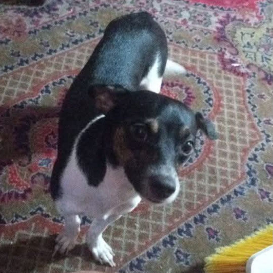 Perrito Pinscher