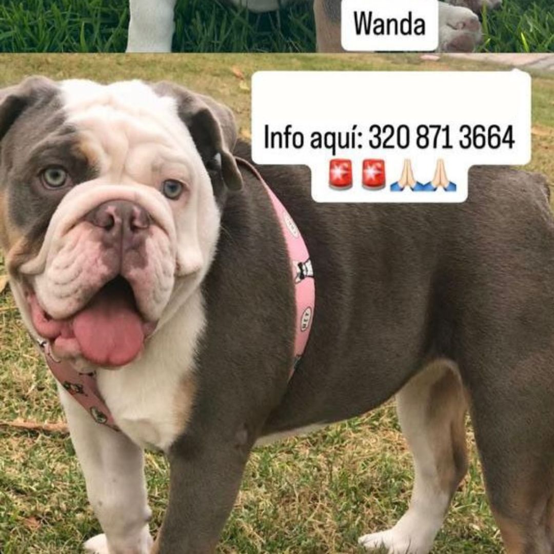 Wanda