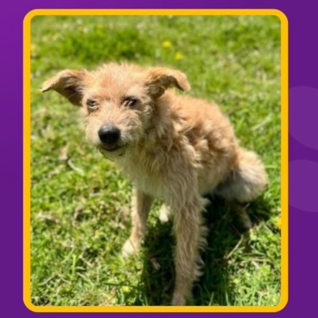Perrita