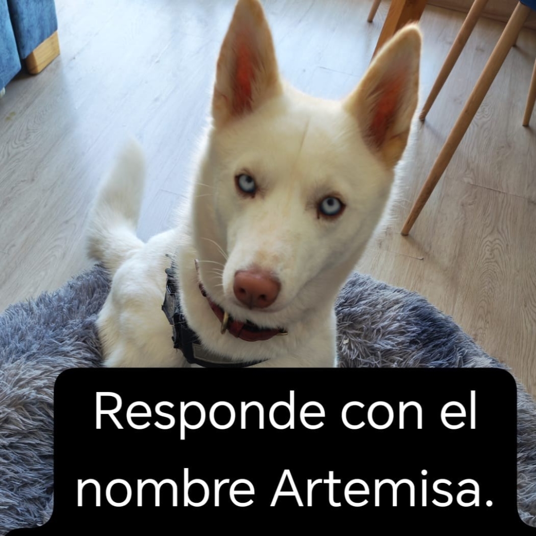 Artemisa