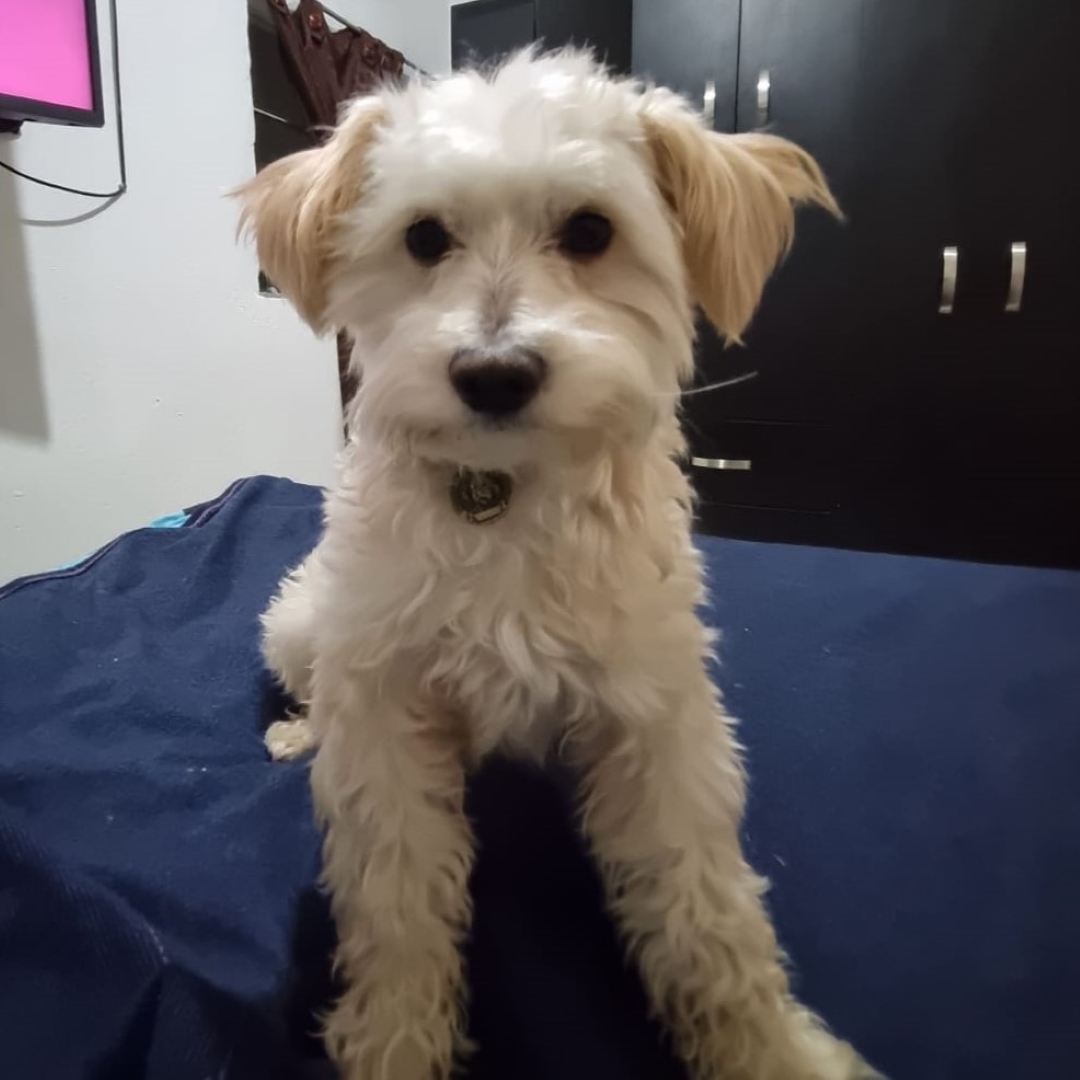 Benji
