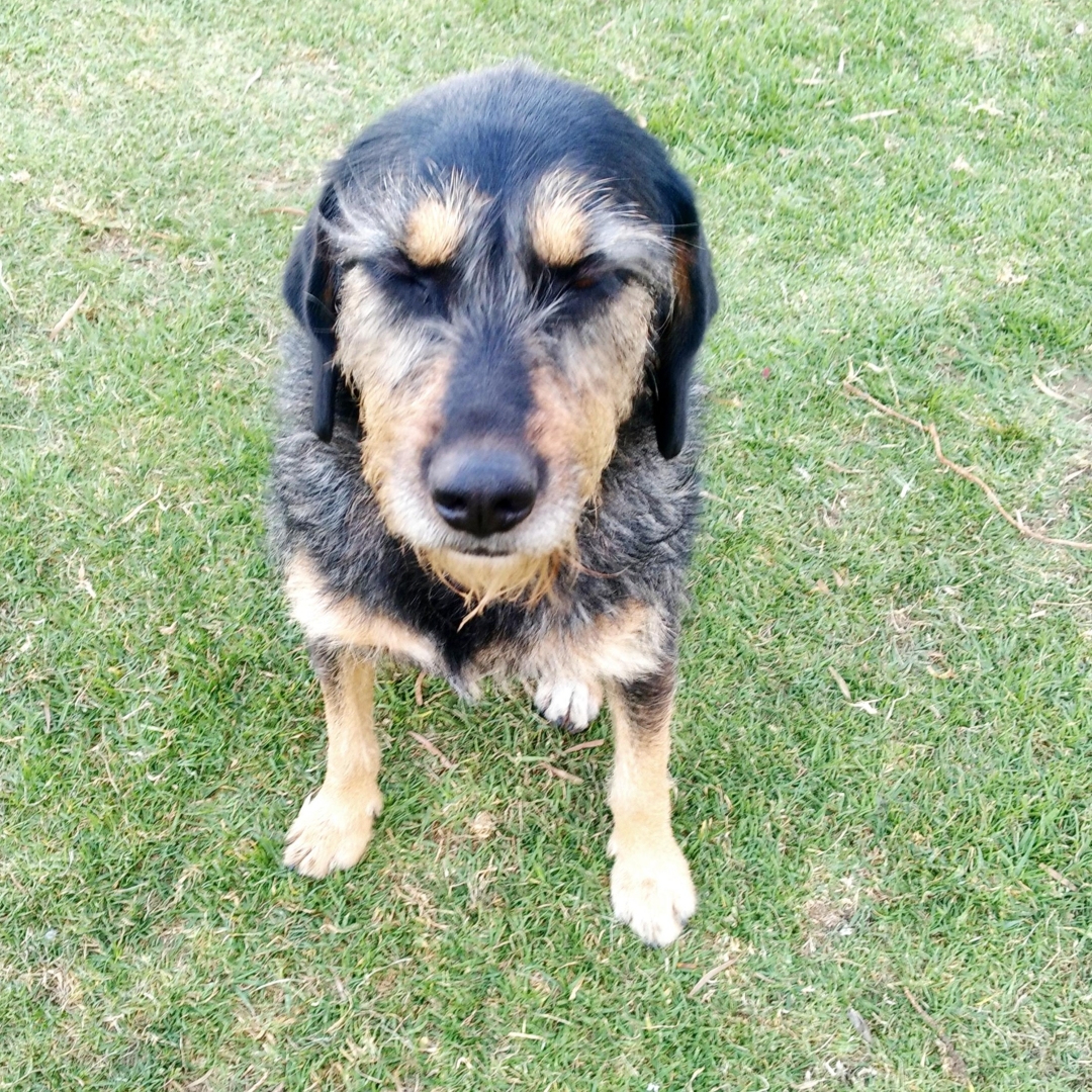 Muñeca