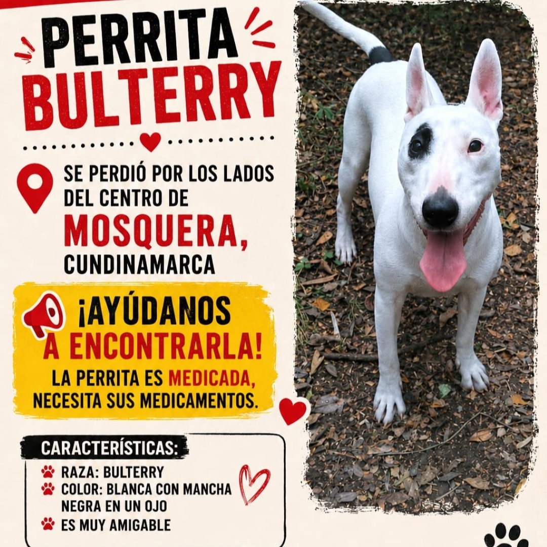 Perrita Bullterrier