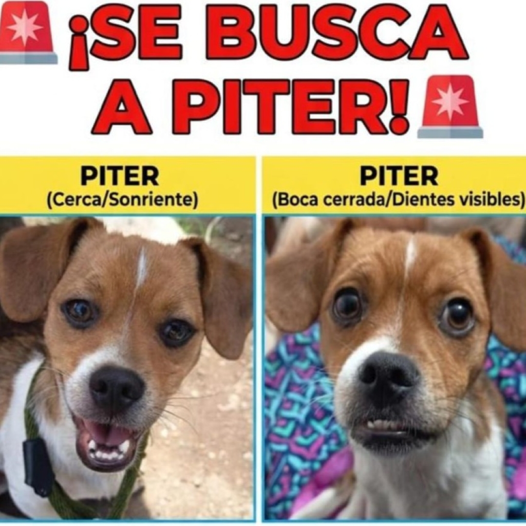 Piter