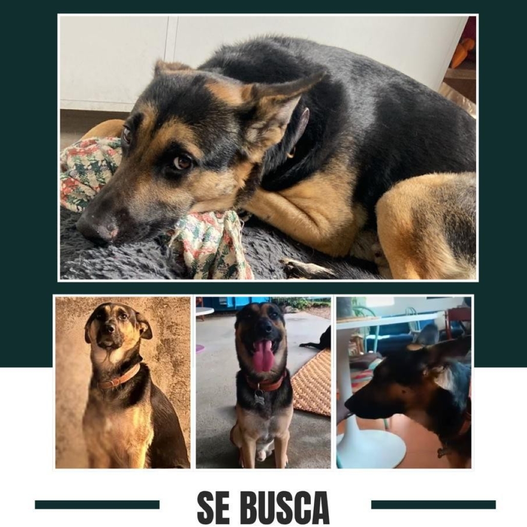 Guaro
