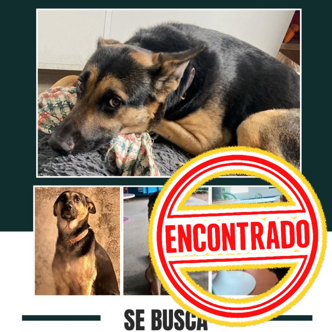 Perro Guaro