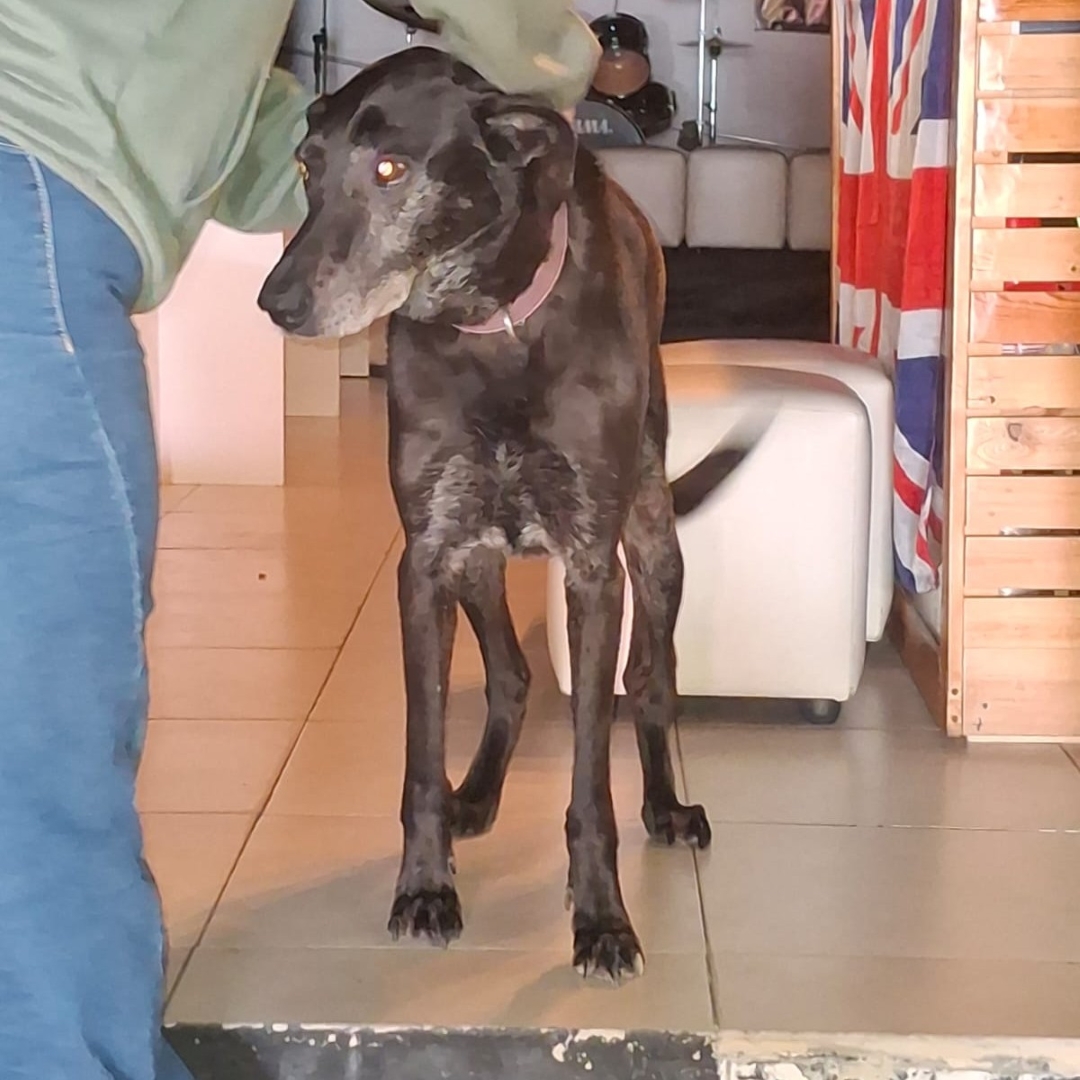 N.N. (NEGRA)