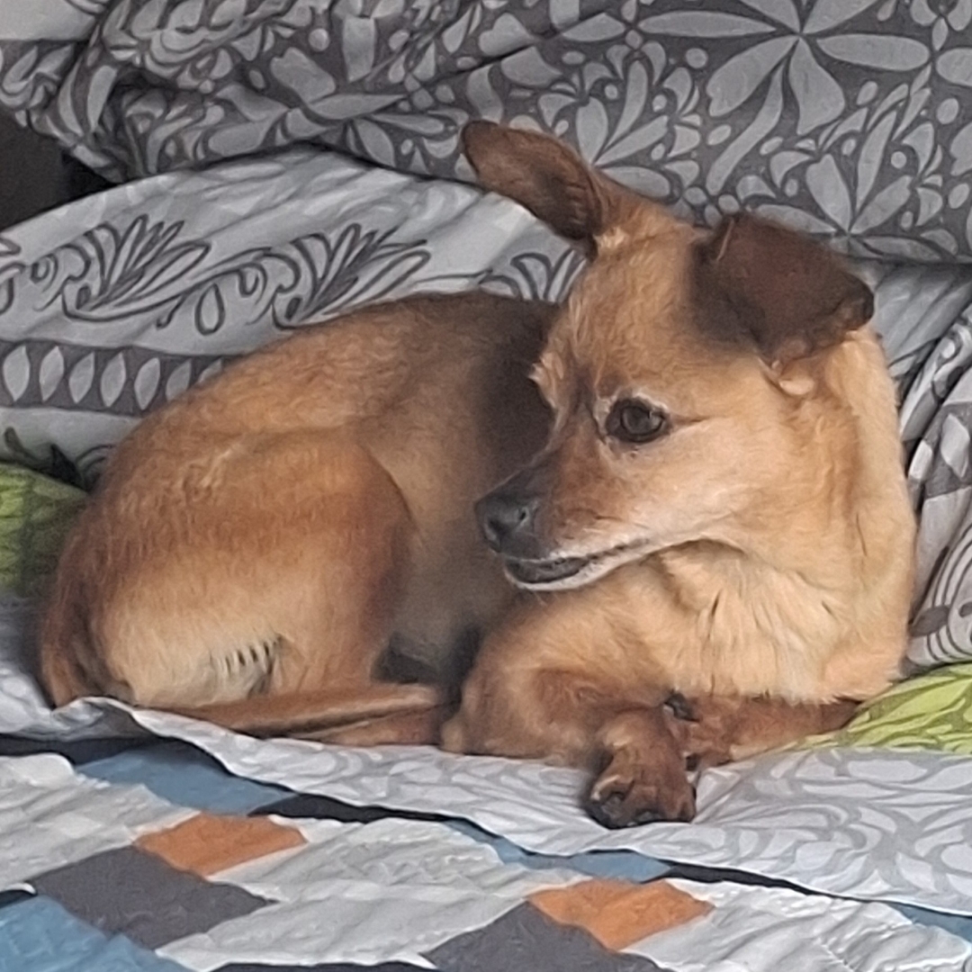 Panela