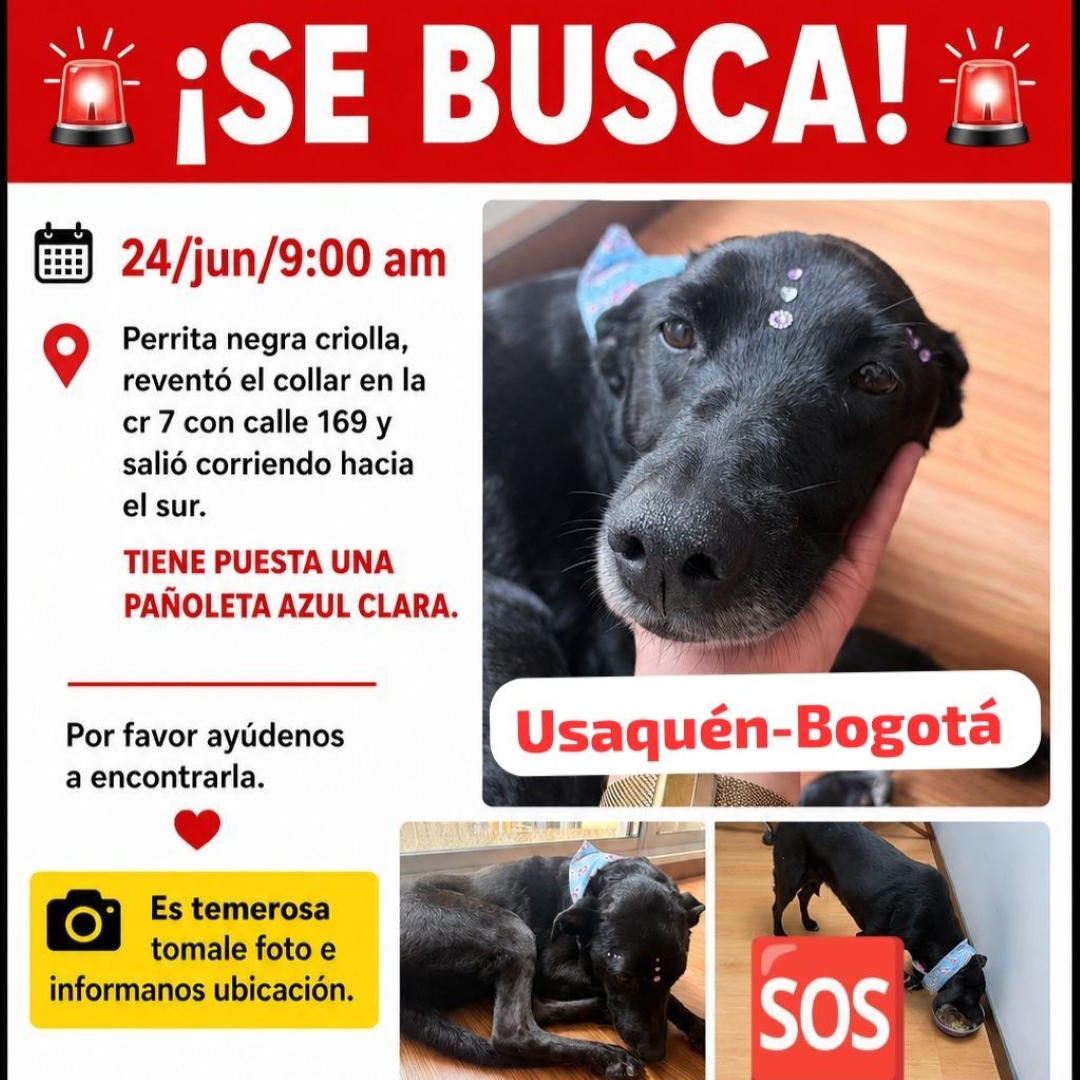 Perrita Negra