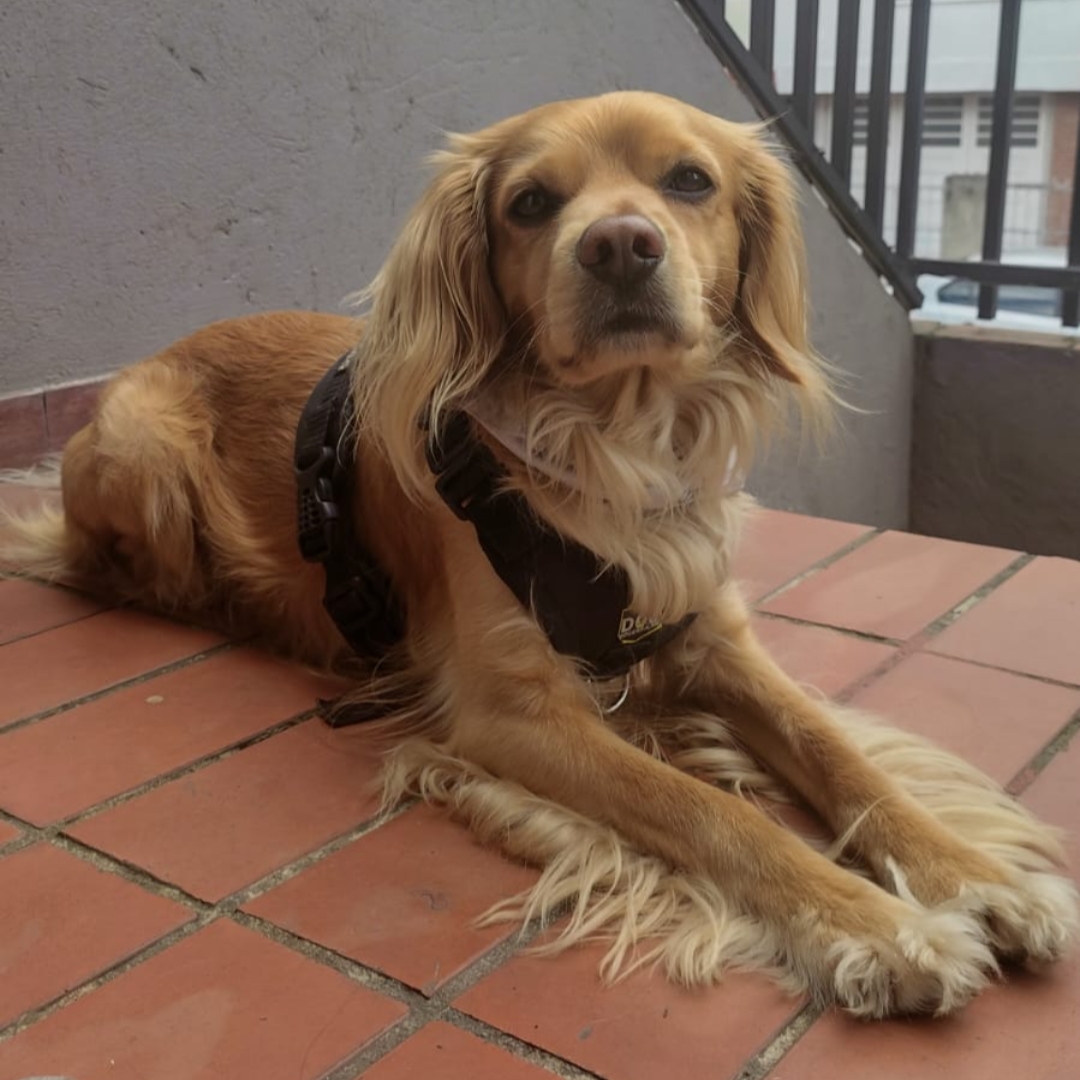Perro Coco