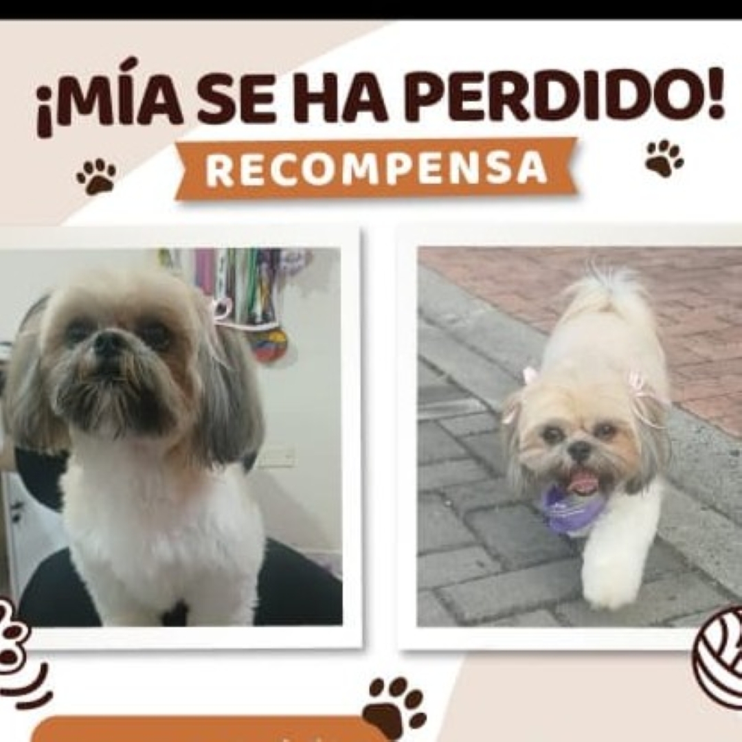 Perro Mía