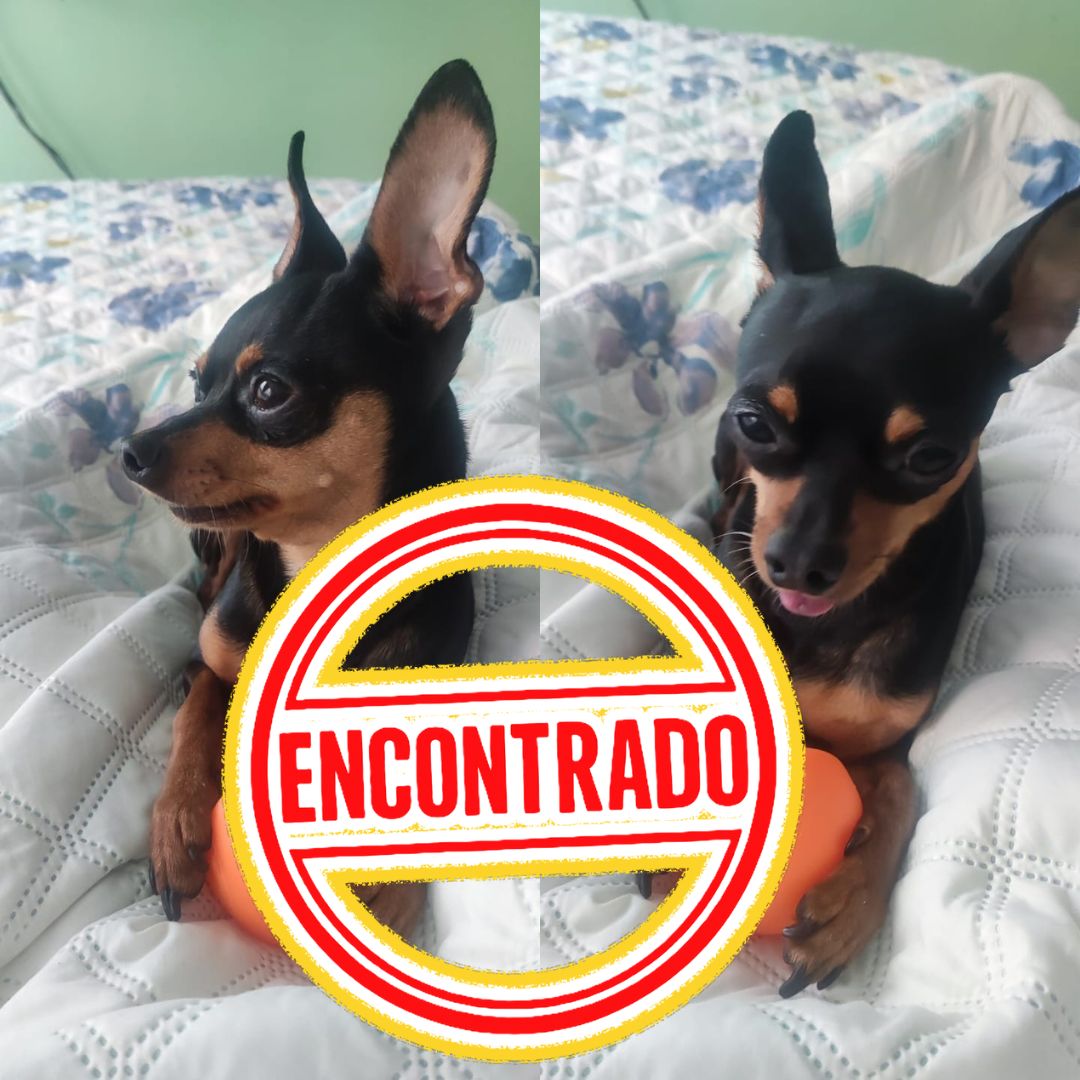 Perro Maylo