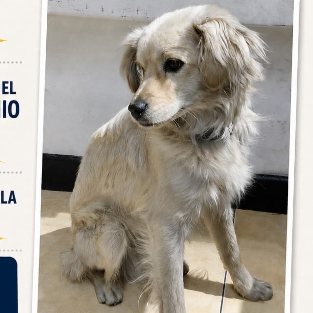 Perro NN