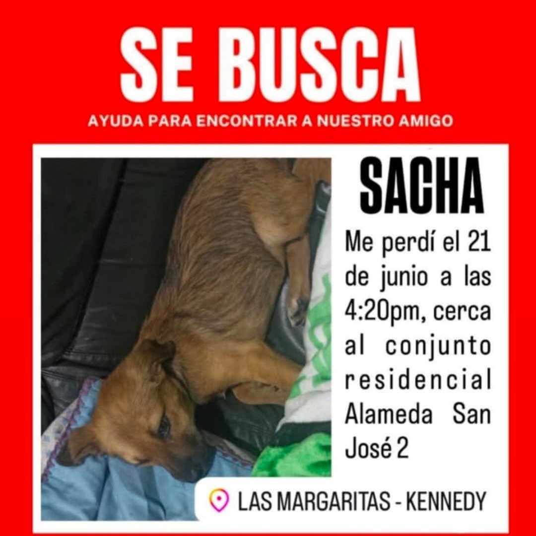 Perro Sacha