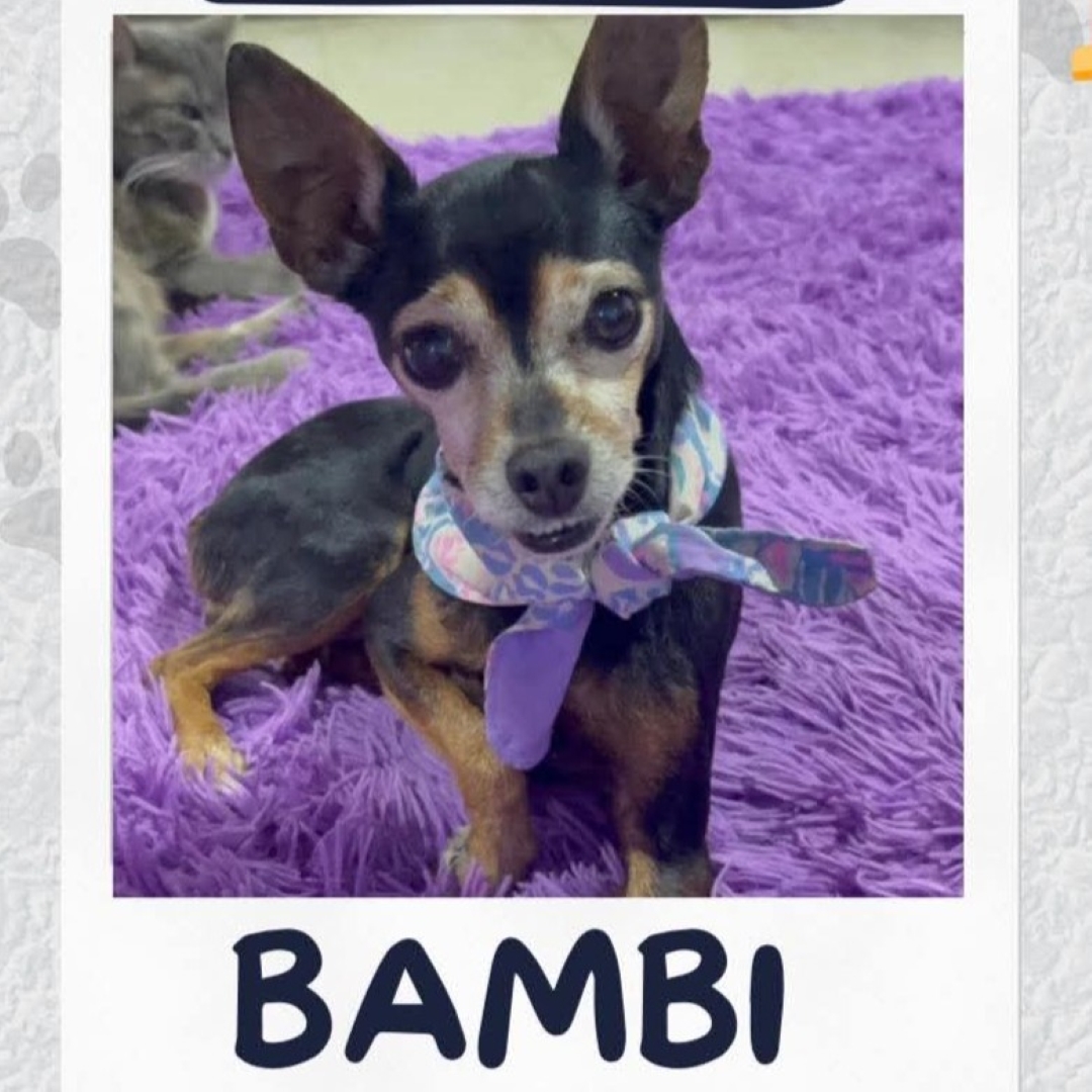 Perro Bambi