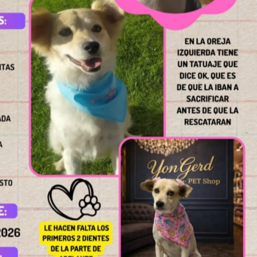 Perro Luna
