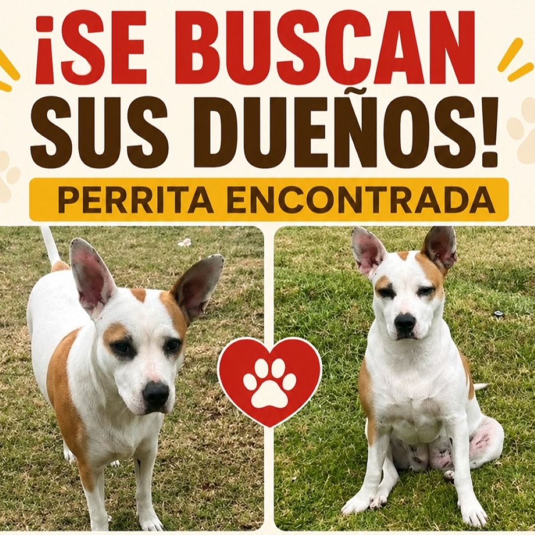 Perro NN