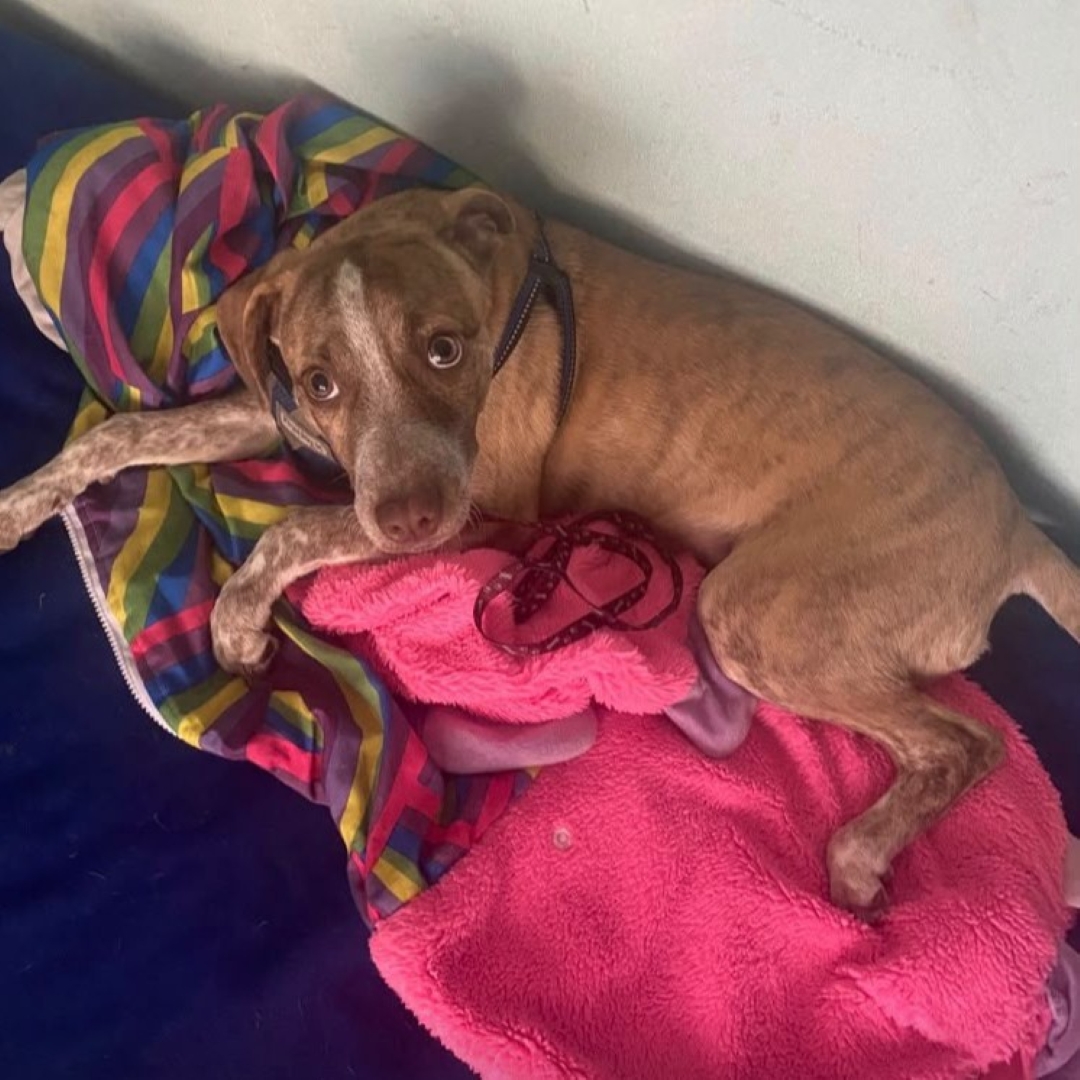 Perro Princesa