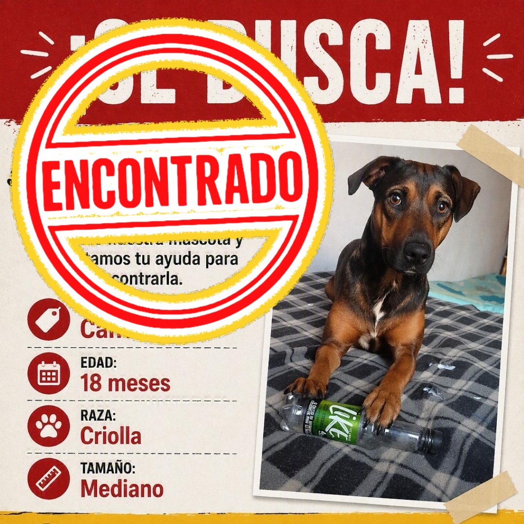 Perro Canela