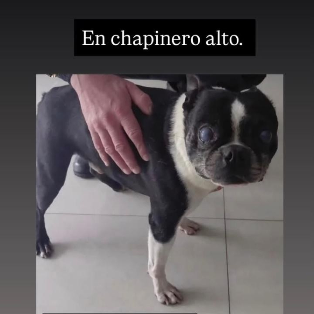 Perro Torito