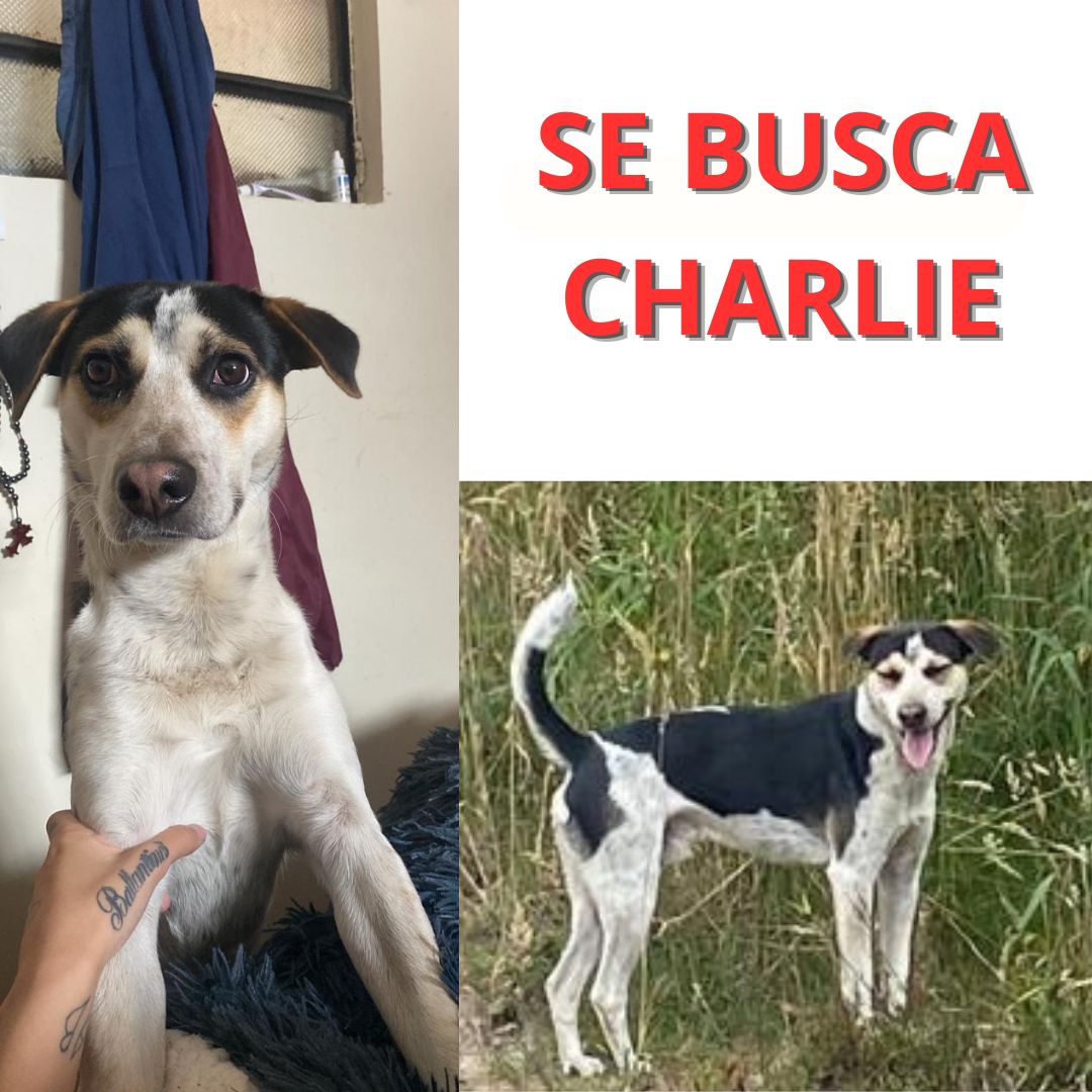 Perro Charlie