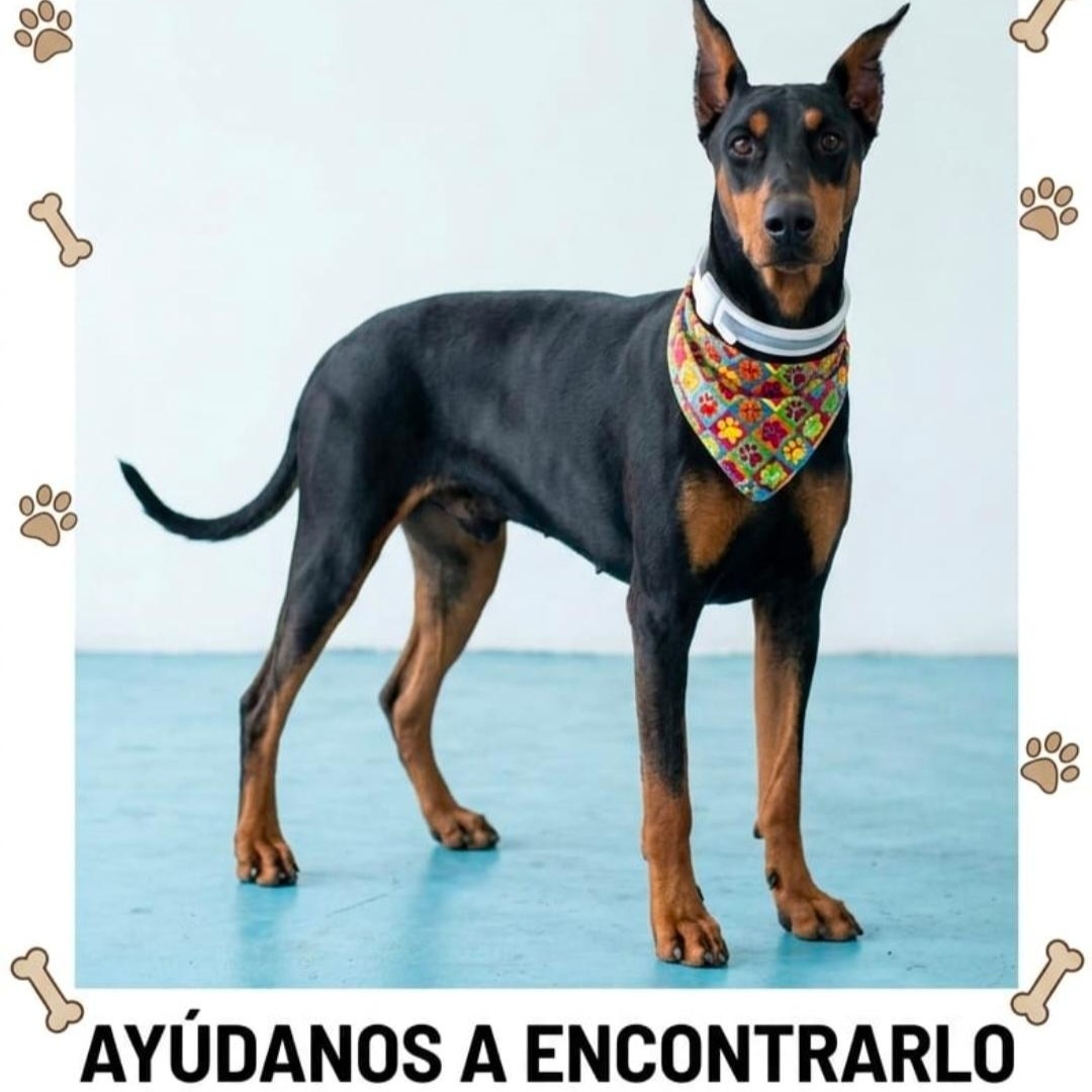 Perro Doberman