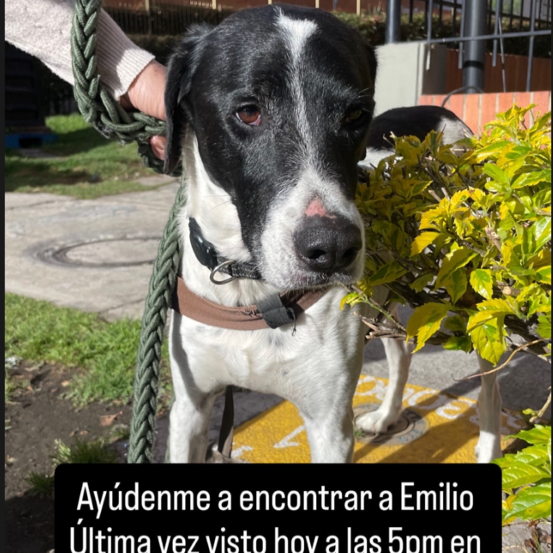 Perro Emilio
