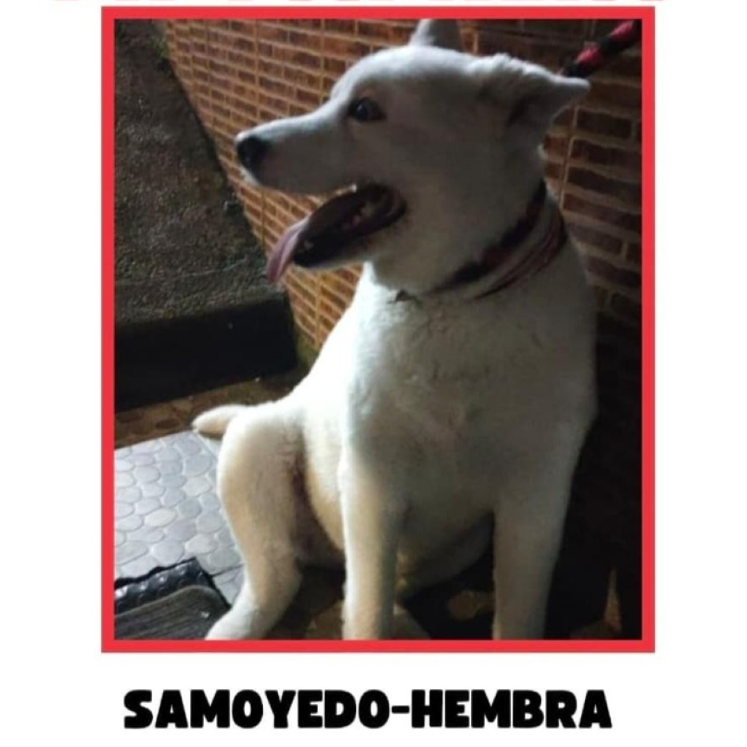 Perro NN