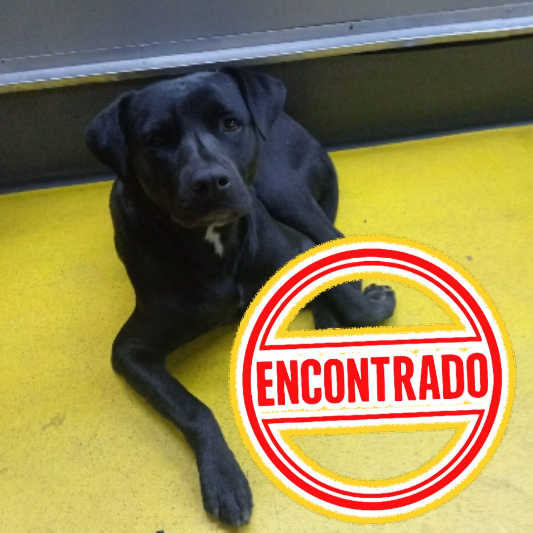 Perro NN