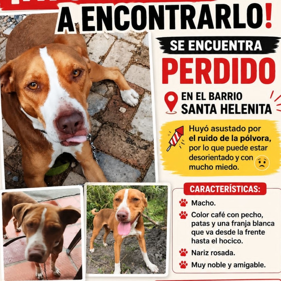 Perro Roky