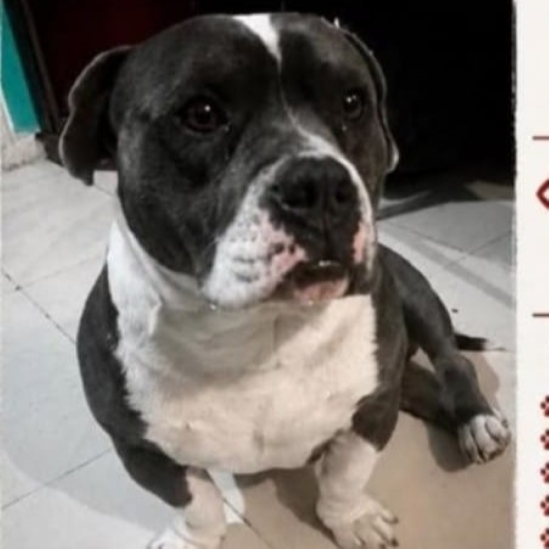 Perrito