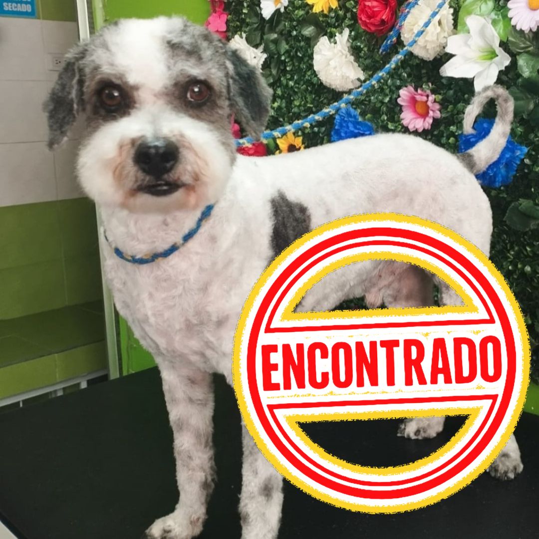Perro Tomy