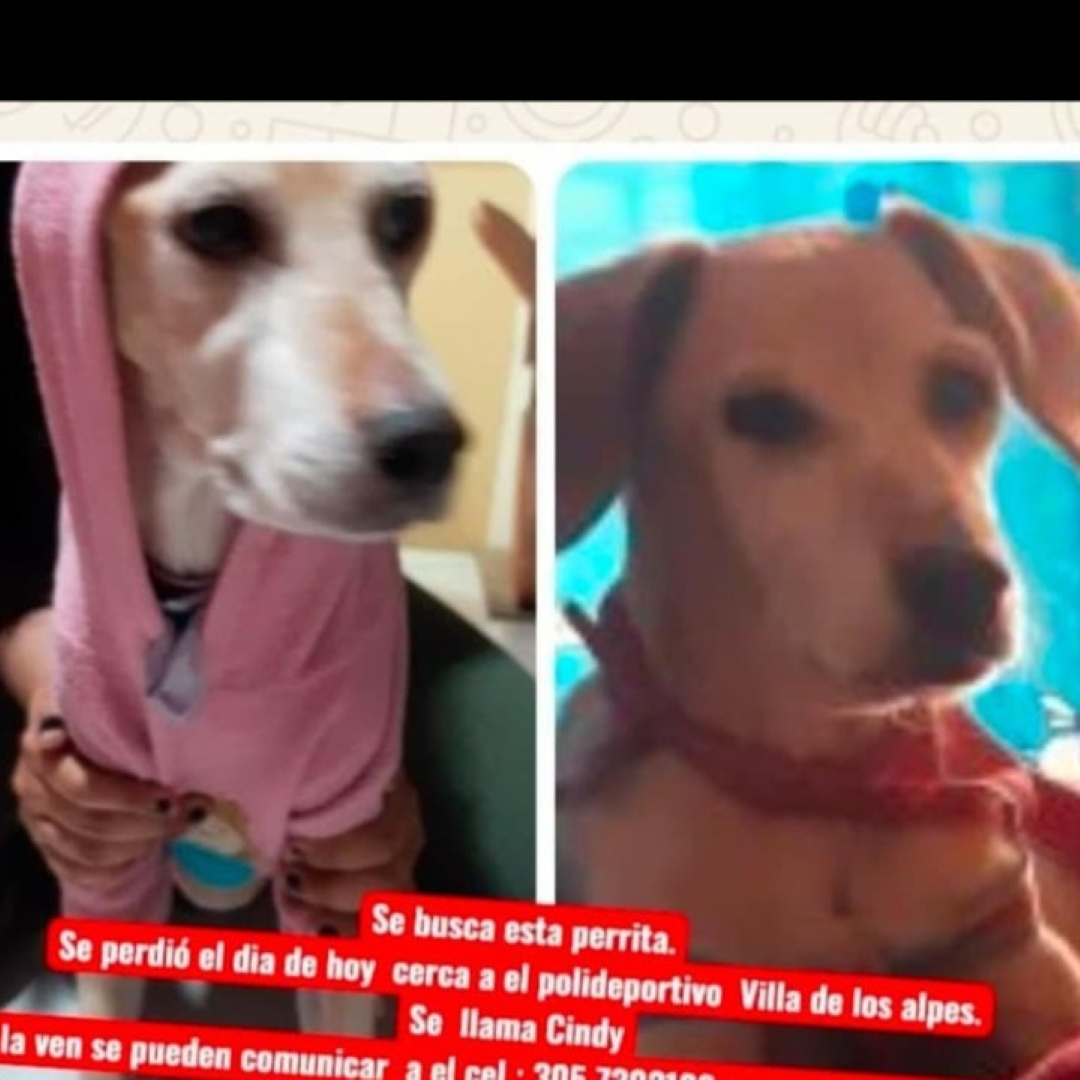 Perro Cindy
