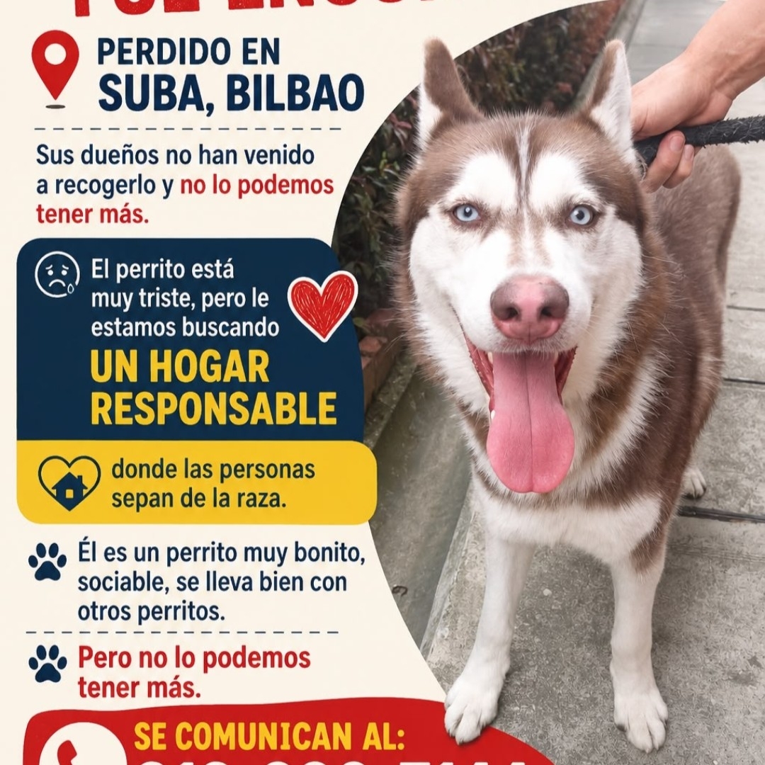 Perro NN