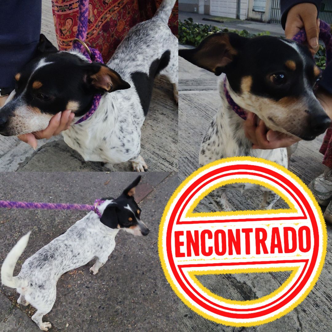 Perro NN