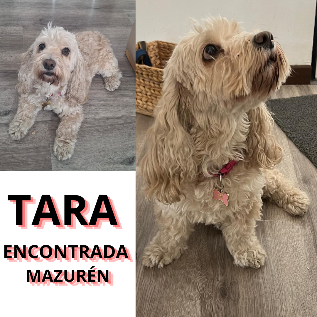 Perro NNTARA