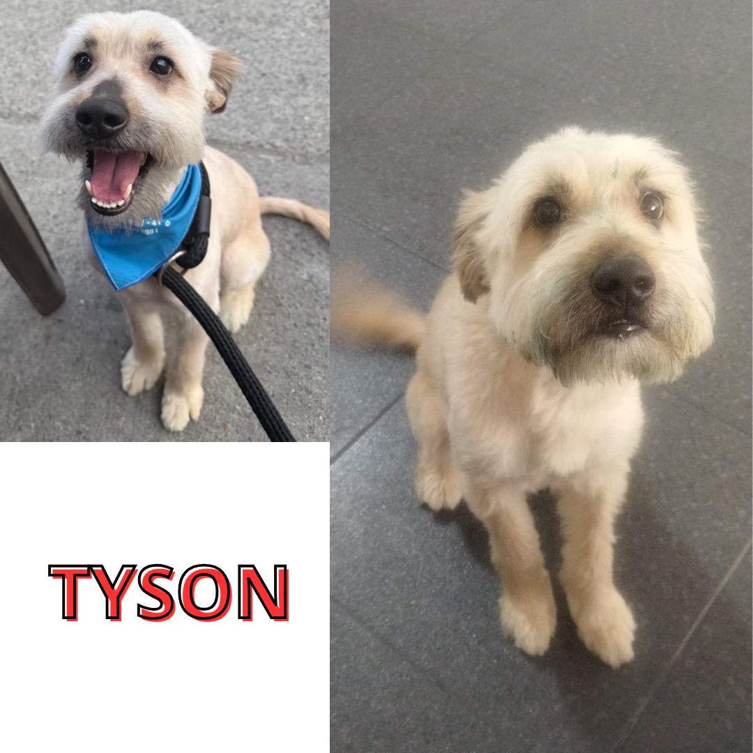 Tayson