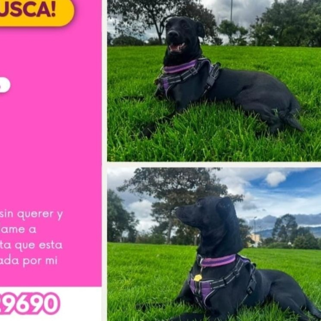 Maya