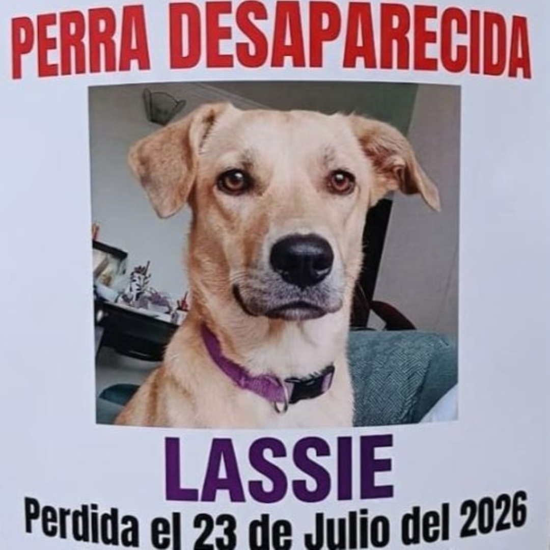 Lassie